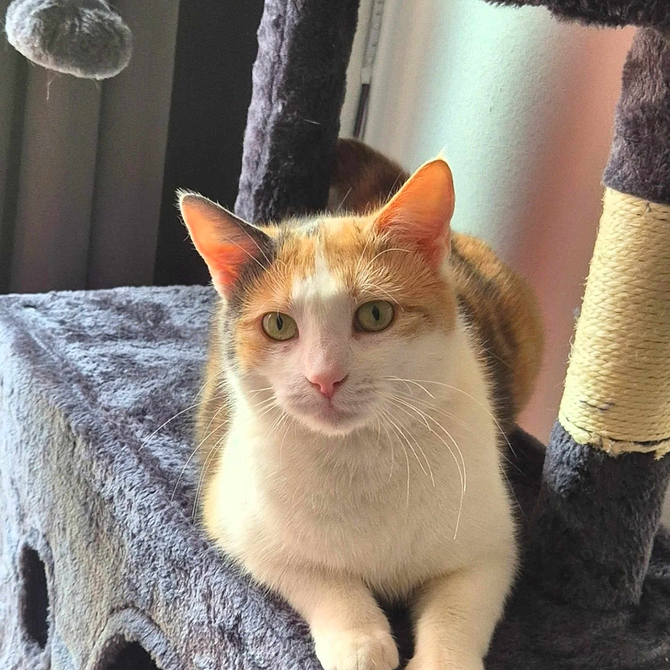 Eclipse a rejoint le concours — aidez-le/la à gagner de superbes lots ! alert, animal, calico, cat, cat_tree, cozy, ears, feline, fur, gray, home, indoor, orange, paws, pet, plush, relaxed, toy, whiskers, white