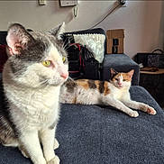 Eclipse participe au concours pour gagner de l'argent avec cette photo : cat, cats, indoor, living_room, couch, gray_couch, relaxed, sitting, lying_down, feline, pets, yellow_eyes, calico_cat, tabby_cat, household, cozy, furniture, domestic, closeup, two_cats