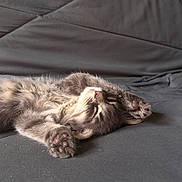 Baya participe au concours pour gagner de l'argent avec cette photo : cat, kitten, sleeping, gray_fur, paw, indoor, resting, cute, pet, feline, cozy, relaxed, soft, close_up, animal, whiskers, nap, young, fluffy, peaceful