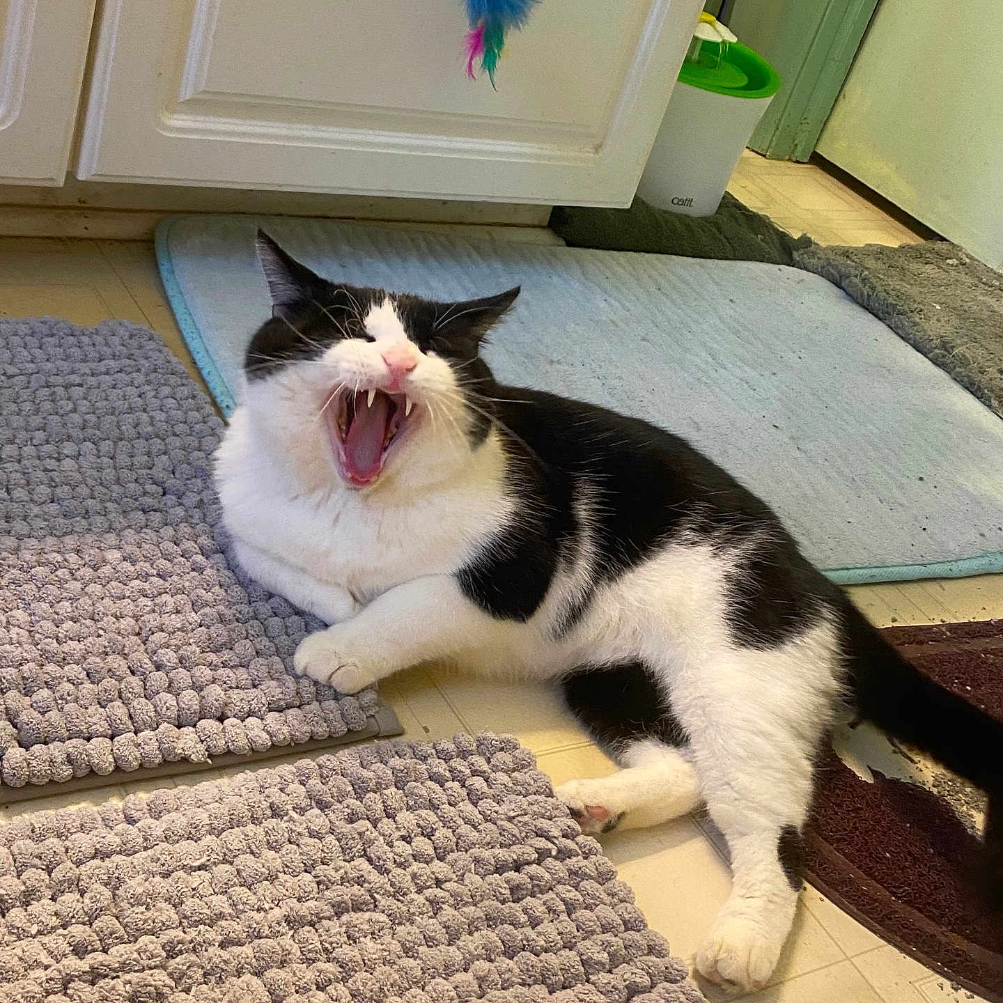 Diesel-Dozer joined the competition — help win amazing prizes! animal, bathroom, black_and_white, cat, cute, domestic, feather, feline, floor, fur, indoor, mat, mouth_open, paw, pet, playful, relaxed, rug, toy, yawning