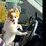 animal, car, casual_clothing, daytime, dog, fence, fluffy, happy, human_arm, jeans, leash, nature, outdoor, pet, plaid_shirt, seat, steering_wheel, sunlight, tongue_out, window