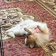 Shawnee joined the competition — help win amazing prizes! dog, fluffy, pink_collar, carpet, patterned_rug, lying_down, relaxed, indoor, pet, canine, home, floor, brown, white, fur, cardboard_box, water_bottles, resting, playful, domestic