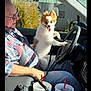 car_interior, casual_clothing, daytime, dog, drink_cups, elderly_man, greenery, happy, lap, pet, plaid_shirt, pomsky, red_straw, seatbelt, small_dog, smiling, steering_wheel, sunlight, tongue_out, window