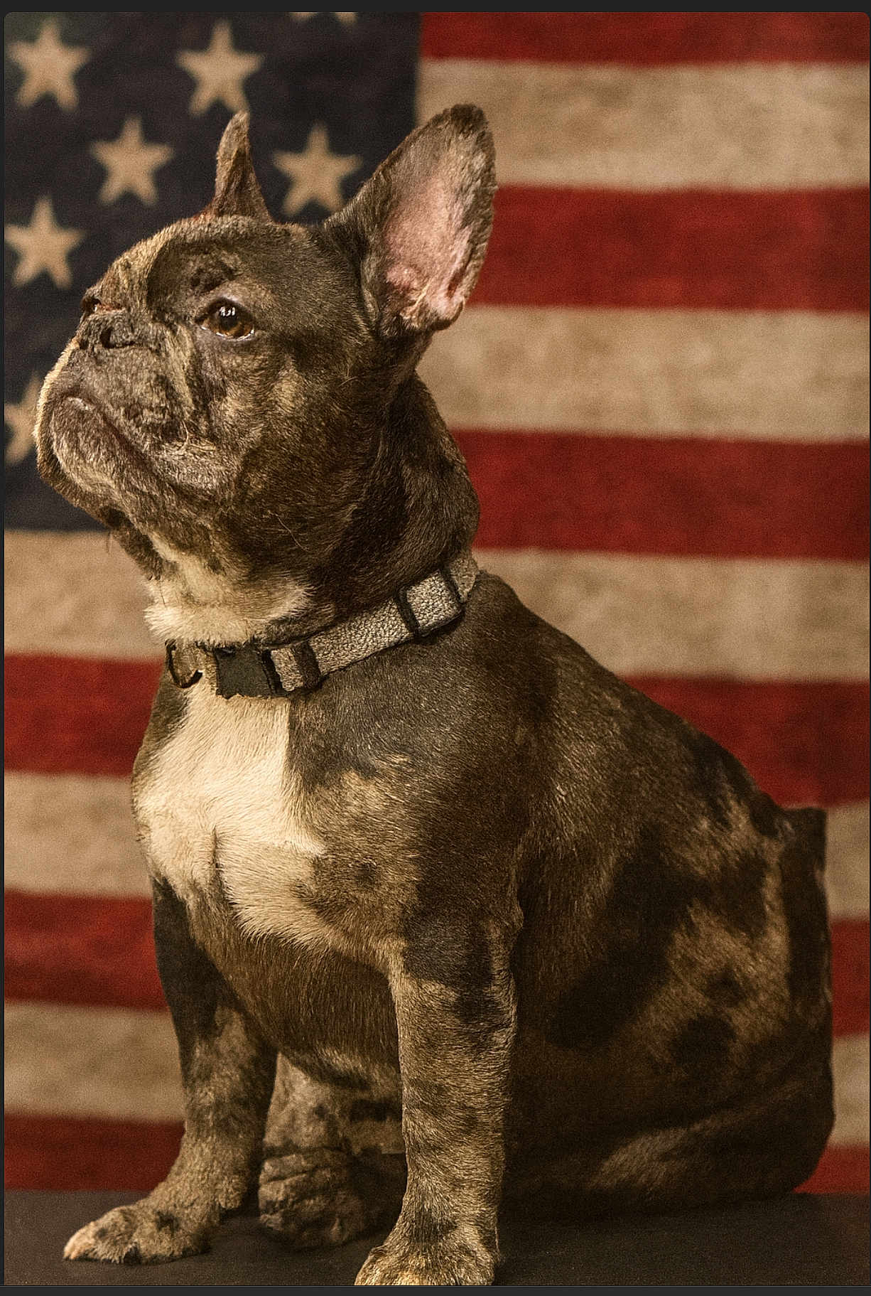 Star joined the competition — help win amazing prizes! dog, french_bulldog, pet, animal, portrait, flag, american_flag, background, brown, black, white, collar, sitting, side_view, indoor, furry, ears, cute, canine, domestic_animal