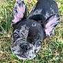 Star is registered to the contest to win money with this photo: dog, puppy, french_bulldog, pet, animal, grass, outdoor, closeup, ears, face, fur, cute, looking_up, whiskers, nose, young, adorable, black_and_white, canine, expression