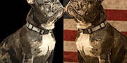 Star joined the competition — help win amazing prizes! french_bulldog, dog, pet, portrait, flag, american_flag, background, black_background, sitting, collar, cute, animal, domestic_animal, fur, ears, whiskers, side_view, two_images, split_image, patriotic