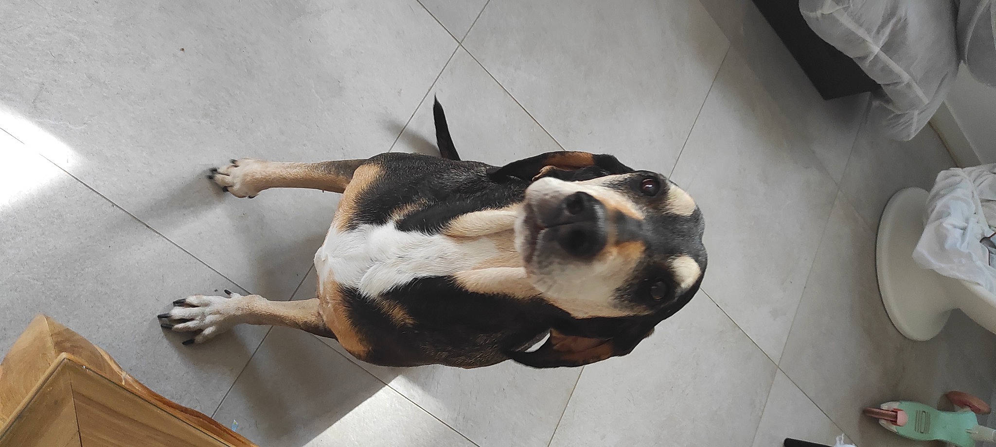 Izis participe au concours pour gagner de l'argent avec cette photo : canidae, carnivore, collar, companion_dog, dog, dog_breed, fawn, felidae, flooring, fur, paw, scent_hound, small_to_medium_sized_cats, snout, sporting_group, tail, terrestrial_animal, whiskers, wood, working_animal