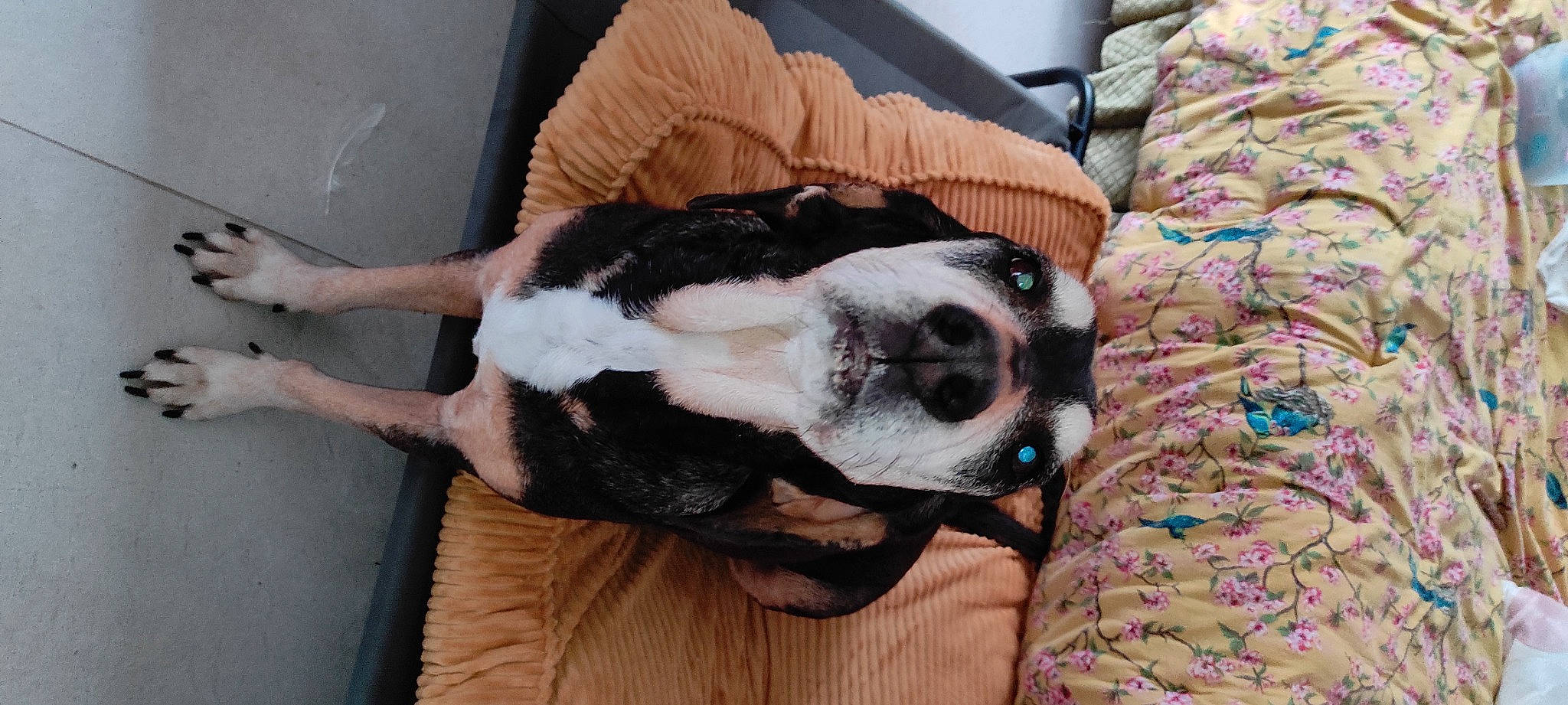 Izis participe au concours pour gagner de l'argent avec cette photo : boston_terrier, carnivore, collar, comfort, companion_dog, dog, dog_breed, dog_supply, fawn, fur, hardwood, paw, pet_supply, snout, sporting_group, tail, toy_dog, whiskers, wood, working_animal