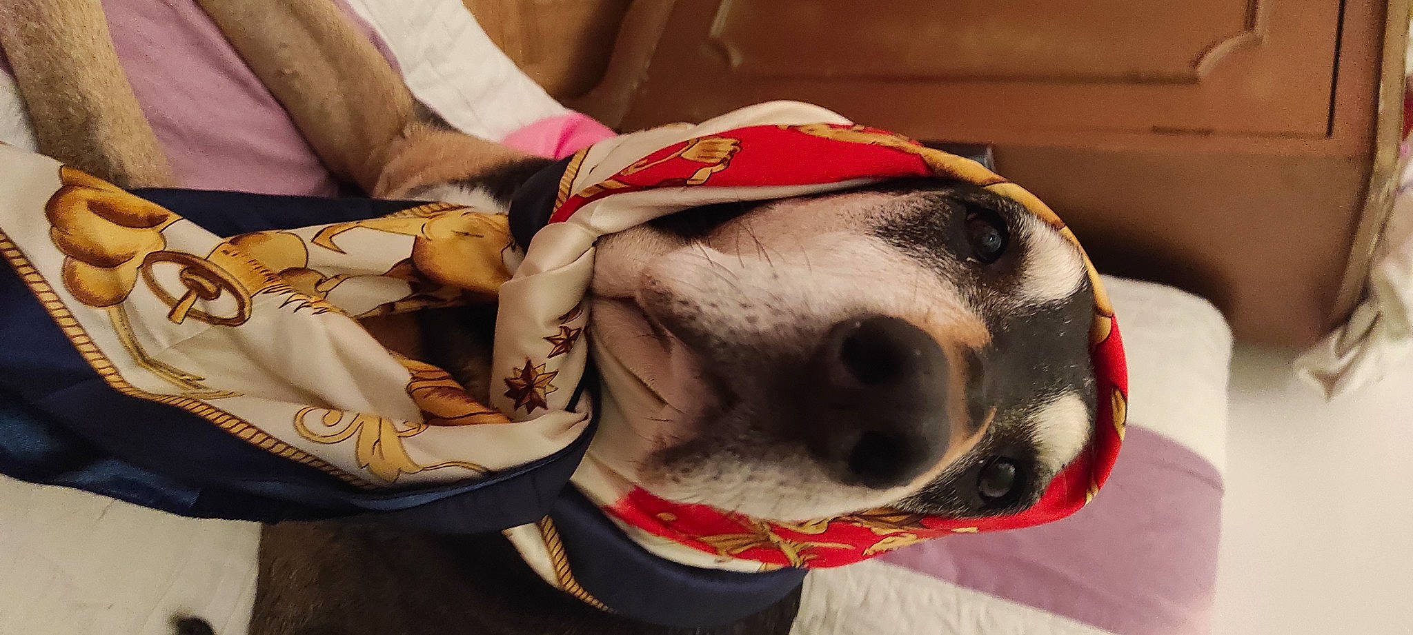 Izis a rejoint le concours — aidez-le/la à gagner de superbes lots ! abdomen, carnivore, collar, comfort, companion_dog, dog, dog_breed, dog_supply, fawn, fur, non_sporting_group, personal_protective_equipment, pet_supply, snout, sporting_group, tradition, working_animal, wrinkle