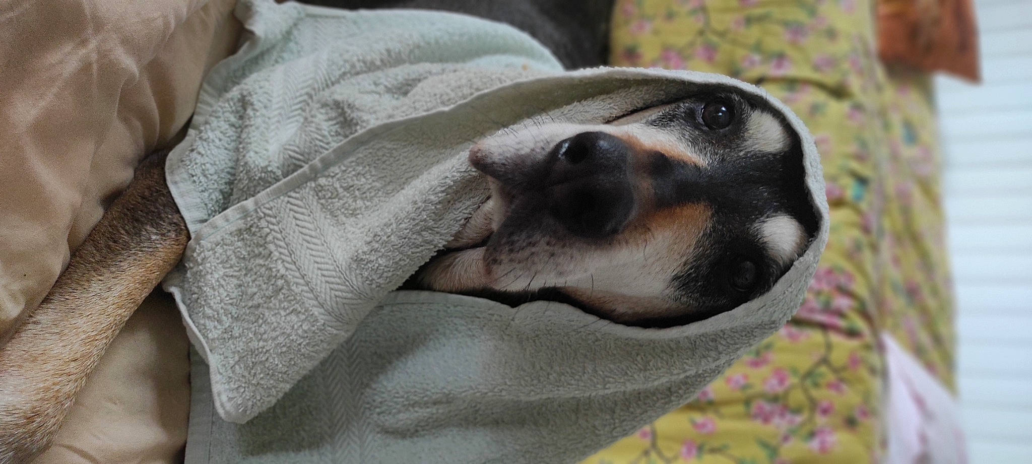 Izis participe au concours pour gagner de l'argent avec cette photo : canidae, carnivore, comfort, companion_dog, dog, dog_breed, foot, fur, grass, grey, nap, paw, plant, puppy, sporting_group, street_dog, terrestrial_animal, whiskers, wildlife, window