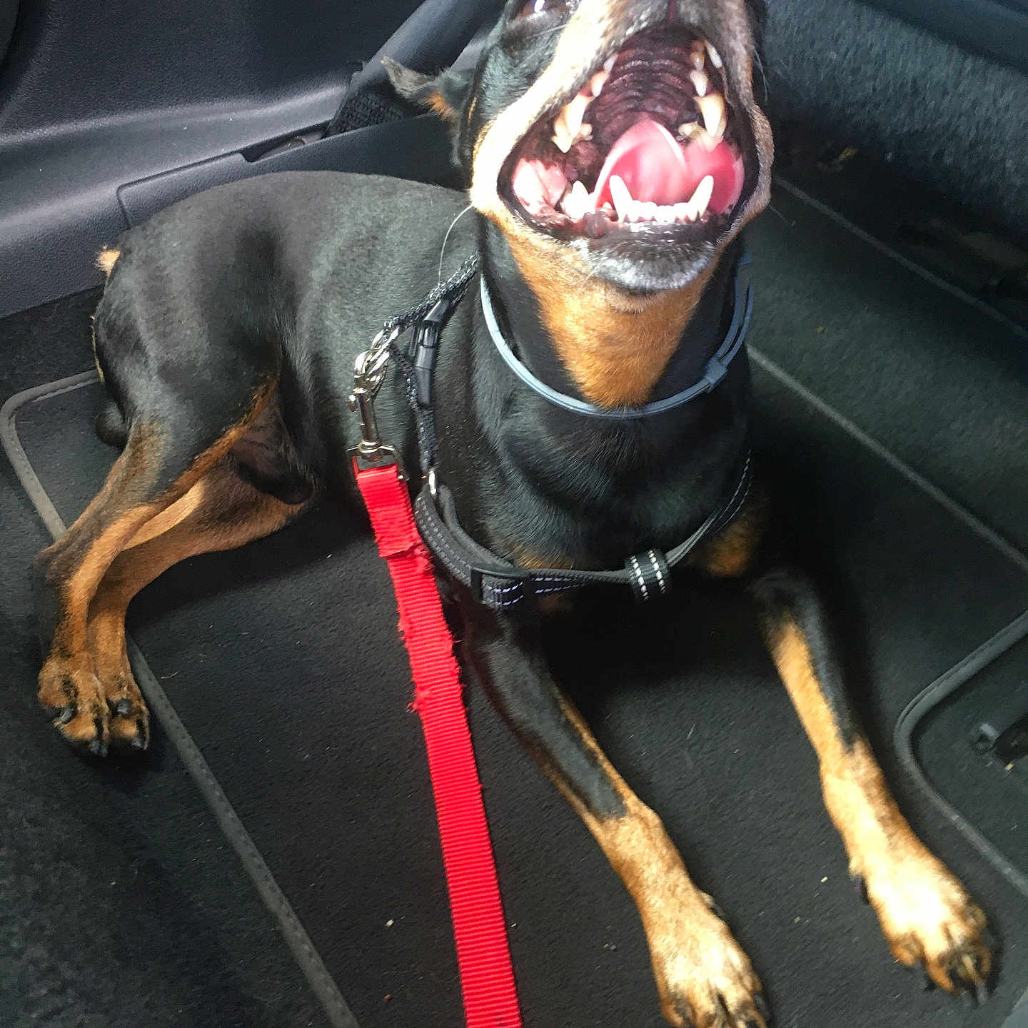 Pantoufle a rejoint le concours — aidez-le/la à gagner de superbes lots ! animal, black_and_tan, canine, car_interior, collar, companion, dog, domestic_animal, excited, floor_mat, happy, indoor, leash, lying_down, mouth_open, pet, playful, teeth, tongue, vehicle