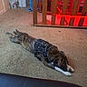 George is registered to the contest to win money with this photo: air_conditioner, animal, brindle_dog, brown_fur, cage, carpet, crate, dog, furniture, harness, home, indoor, living_room, lying_down, pet, portrait, red_light, relaxed, stretching, white_paws