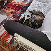 George is registered to the contest to win money with this photo: animal, area_rug, bed, bedroom, blanket, brindle_dog, colorful_rug, cushion, dog, dog_harness, hardwood_floor, home, indoor, lying_down, mirror, pet, pillow, relaxed, upside_down, white_markings