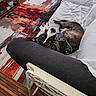 animal, area_rug, bed, bedroom, blanket, brindle_dog, colorful_rug, cushion, dog, dog_harness, hardwood_floor, home, indoor, lying_down, mirror, pet, pillow, relaxed, upside_down, white_markings
