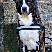 George is registered to the contest to win money with this photo: dog, black_and_white, harness, sitting, stone_wall, outdoor, leaves, pet, animal, fur, alert, ears_up, portrait, canine, nature, daylight, watchful, companion, mammal, friendly