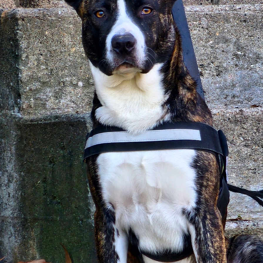 George is registered to the contest to win money with this photo: dog, black_and_white, harness, sitting, stone_wall, outdoor, leaves, pet, animal, fur, alert, ears_up, portrait, canine, nature, daylight, watchful, companion, mammal, friendly