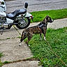 George joined the competition — help win amazing prizes! animal, black_and_white, brindle_dog, curb, daylight, dog, grass, harness, lawn, leash, motorcycle, neighborhood, outdoors, pet, profile, road, sidewalk, standing, street, vehicle