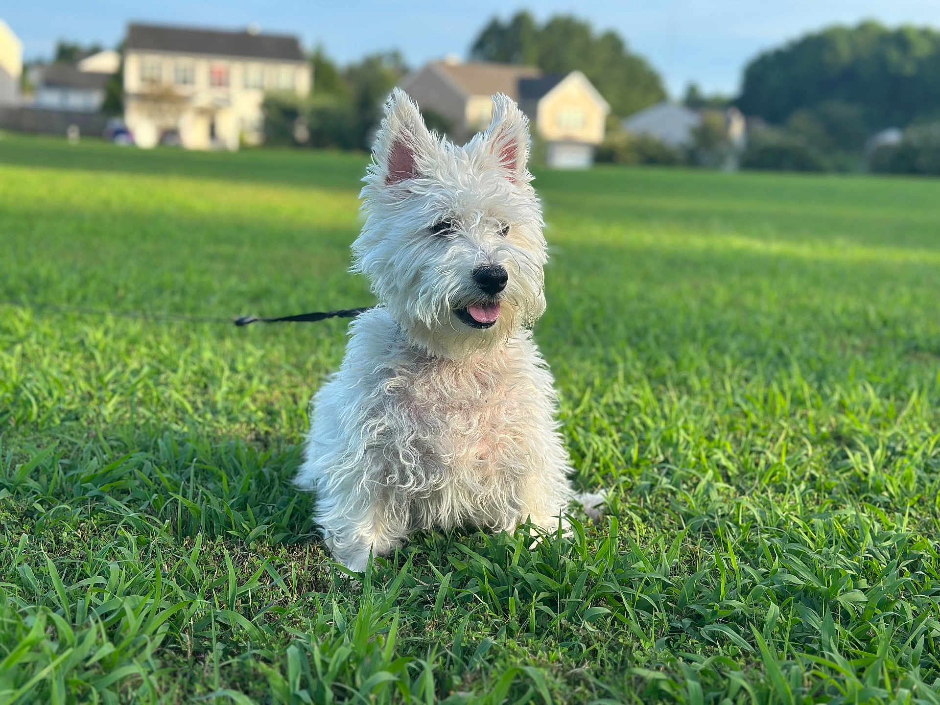 Chester