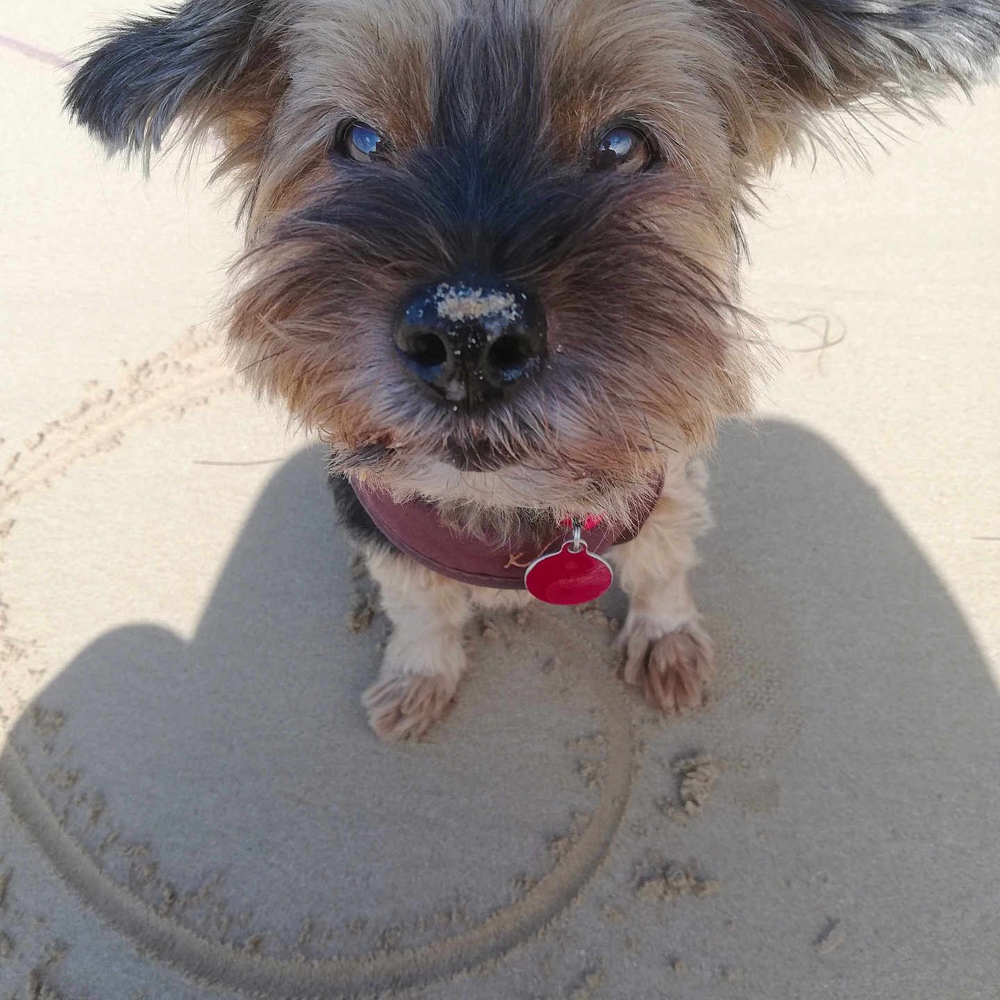 Elsa a rejoint le concours — aidez-le/la à gagner de superbes lots ! accessories, affenpinscher, airedale, animal, canine, dog, leash, pet, poodle, puppy, strap, terrier, whitedog