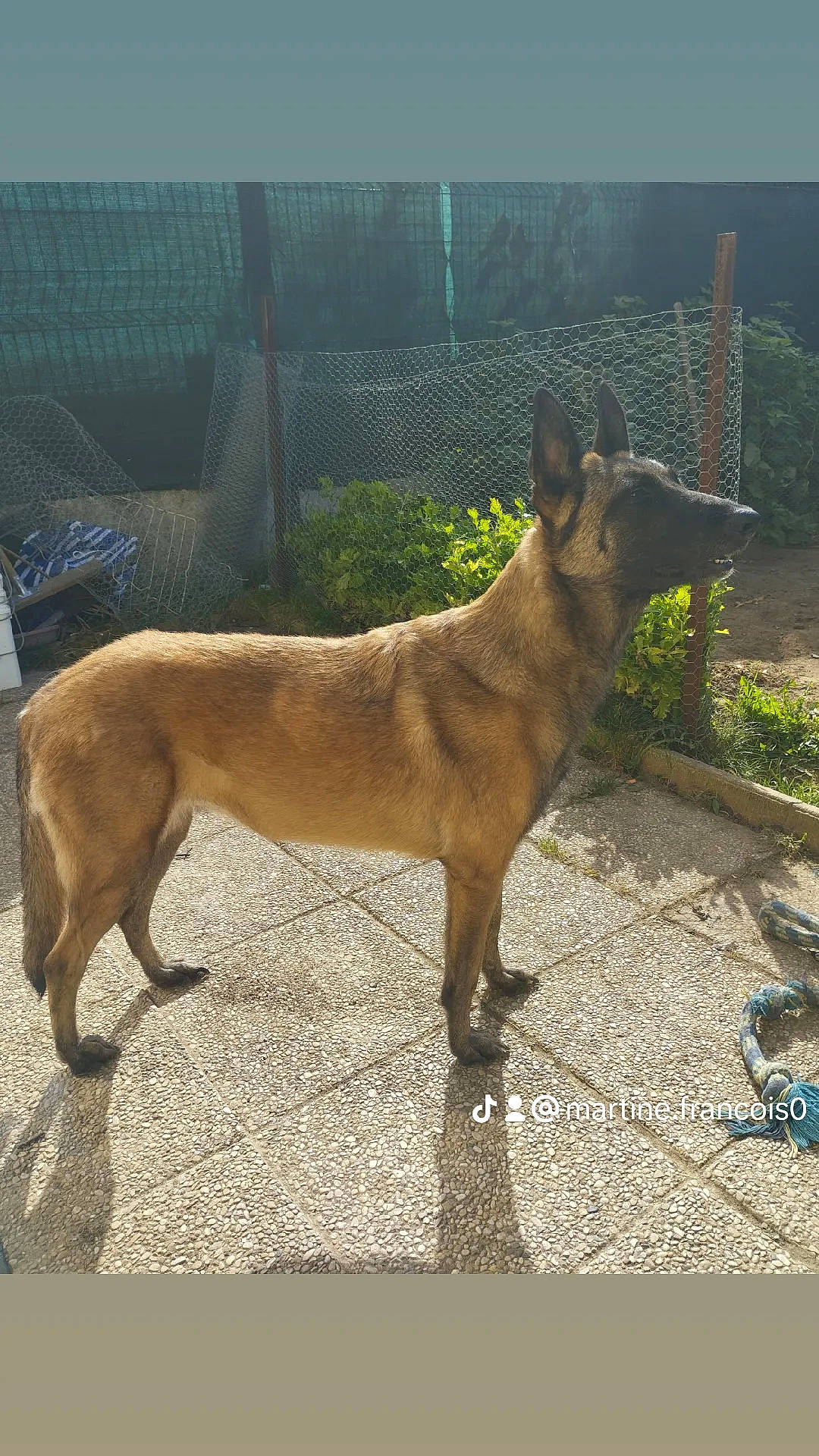 Lili a rejoint le concours — aidez-le/la à gagner de superbes lots ! canidae, carnivore, collar, dog, dog_breed, dog_supply, fawn, fence, fur, liver, non_sporting_group, pet_supply, plant, sporting_group, tail, terrestrial_animal, whiskers, wildlife, working_animal, working_dog