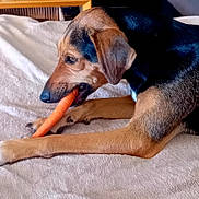 Shebba a rejoint le concours — aidez-le/la à gagner de superbes lots ! animal, beige, black, blanket, brown, canine, carrot, chewing, closeup, comfort, dog, food, fur, healthy, indoor, nail, paw, pet, resting, snout