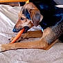 animal, beige, black, blanket, brown, canine, carrot, chewing, closeup, comfort, dog, food, fur, healthy, indoor, nail, paw, pet, resting, snout
