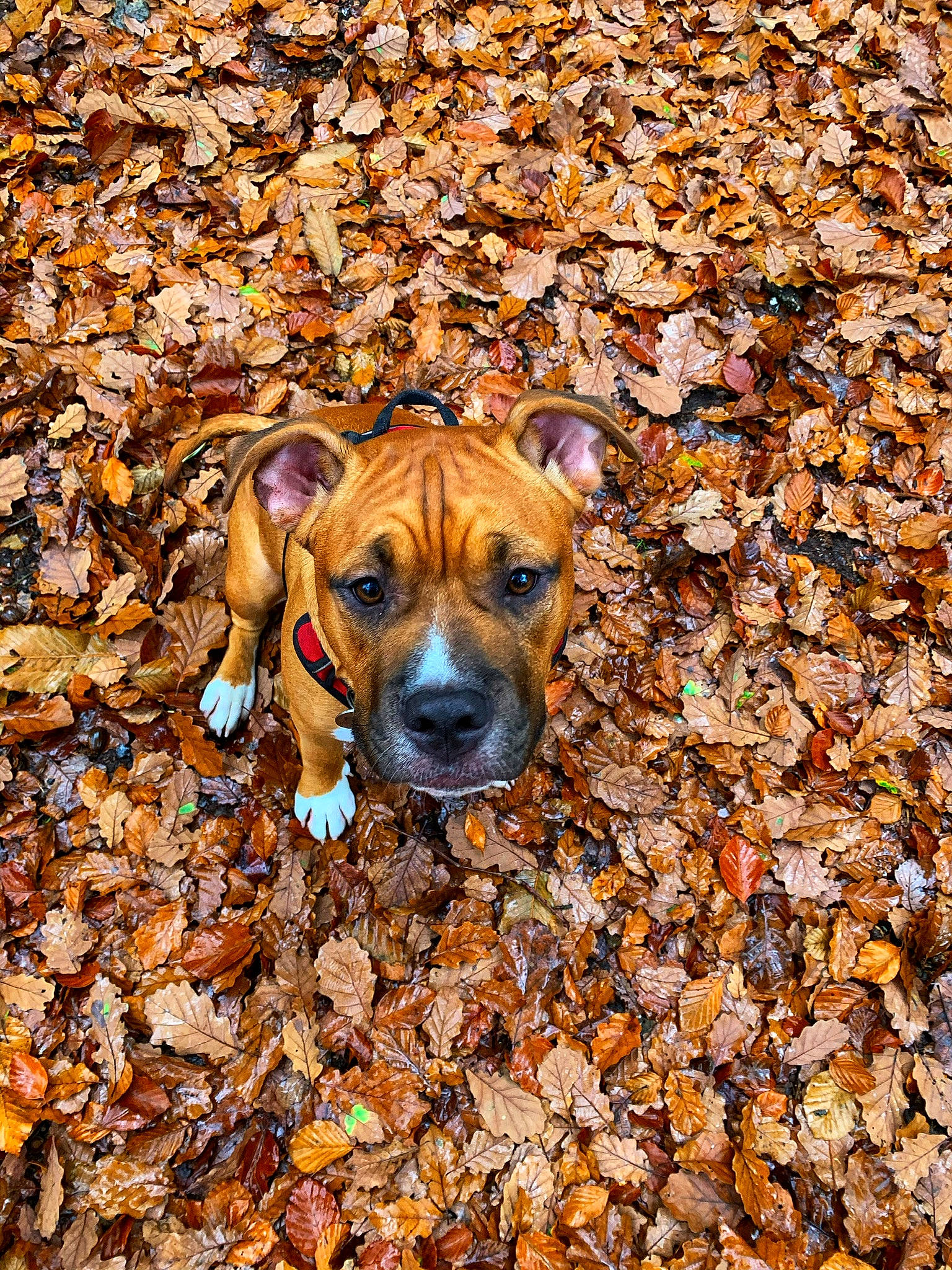 Rio participe au concours pour gagner de l'argent avec cette photo : autumn, canidae, carnivore, companion_dog, deciduous, dog, dog_breed, fawn, guard_dog, liver, mammal, snout, sporting_group, working_animal, working_dog