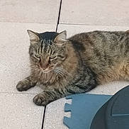 Chamalow participe au concours pour gagner de l'argent avec cette photo : cat, tabby_cat, animal, pet, feline, laying_down, floor, tile_floor, resting, whiskers, ears, fur, paws, outdoor, blue_foam, plastic_object, striped_fur, relaxed, closeup, quiet