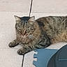 animal, blue_foam, cat, closeup, ears, feline, floor, fur, laying_down, outdoor, paws, pet, plastic_object, quiet, relaxed, resting, striped_fur, tabby_cat, tile_floor, whiskers