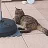 Chamalow a rejoint le concours — aidez-le/la à gagner de superbes lots ! cat, tabby, animal, pet, lounging, floor, tile, bowl, indoor, furniture, relaxed, fur, whiskers, tail, striped, domestic, resting, home, companion, cute