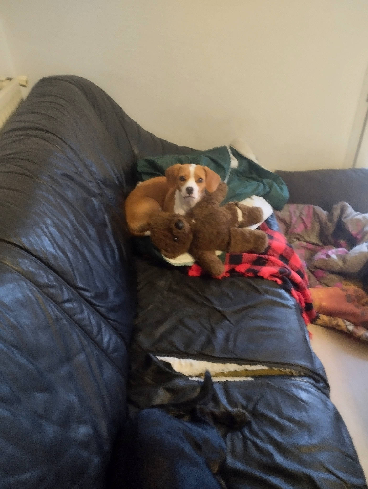 Caramel a rejoint le concours — aidez-le/la à gagner de superbes lots ! bean_bag, bean_bag_chair, canidae, carnivore, comfort, companion_dog, couch, dog, dog_breed, fawn, fur, linens, nap, room, sitting, snout, sporting_group, toy, whiskers, working_animal