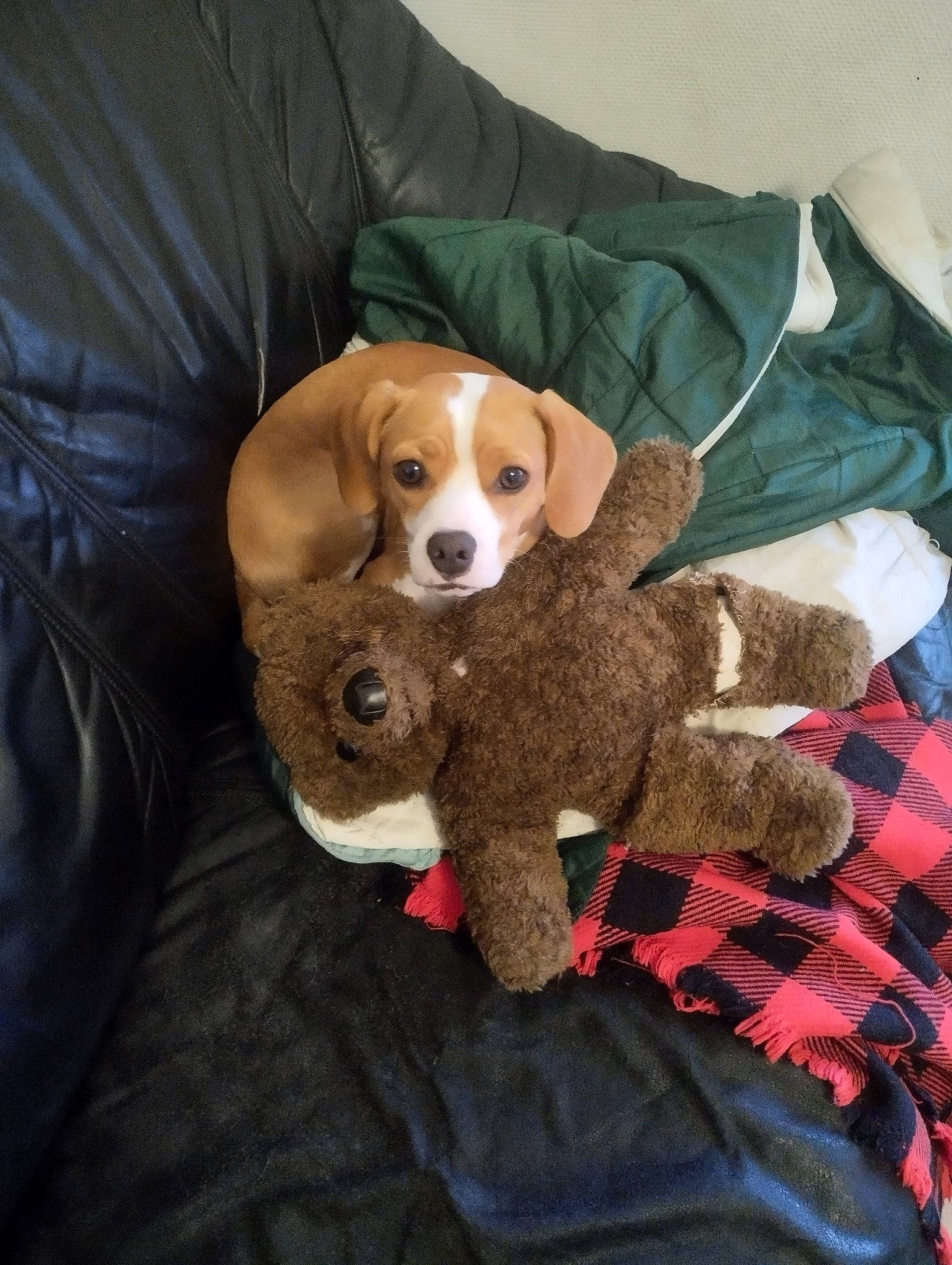 Caramel participe au concours pour gagner de l'argent avec cette photo : beaglier, brown, canidae, carnivore, comfort, companion_dog, dog, dog_breed, dog_supply, fawn, fur, liver, pattern, scent_hound, snout, sporting_group, tartan, tennis_ball, toy, working_animal