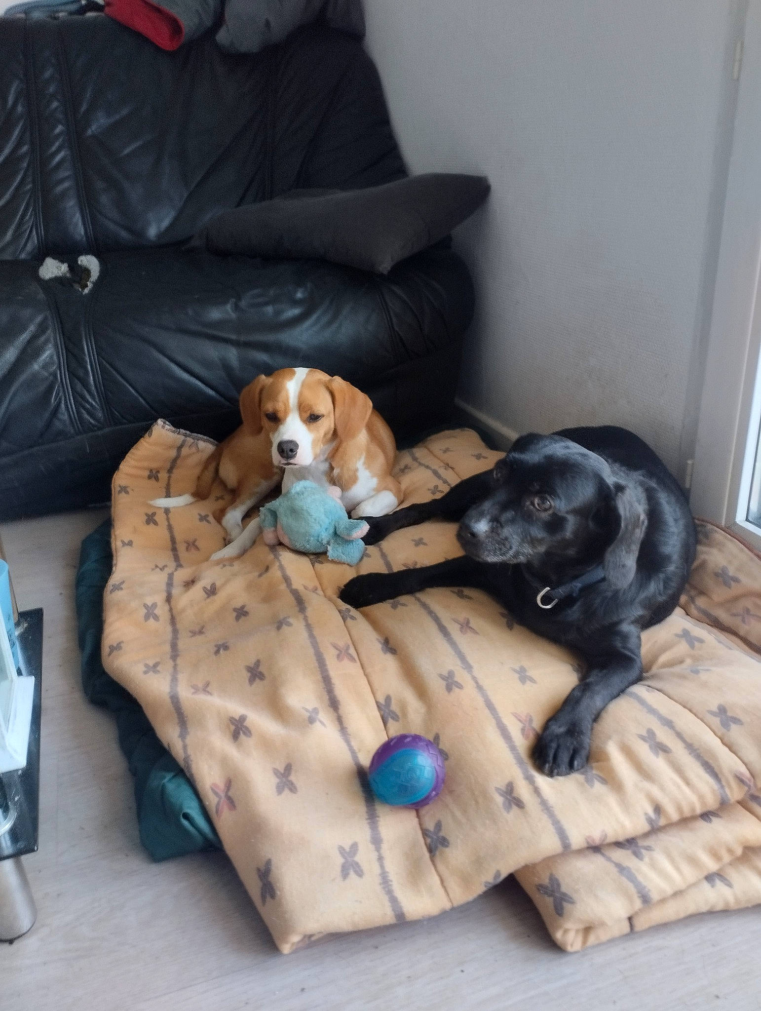 Caramel participe au concours pour gagner de l'argent avec cette photo : canidae, carnivore, comfort, companion_dog, couch, dog, dog_breed, dog_supply, fawn, flooring, mammal, pet_supply, pillow, sitting, sporting_group, studio_couch, table, toy, vertebrate, working_animal