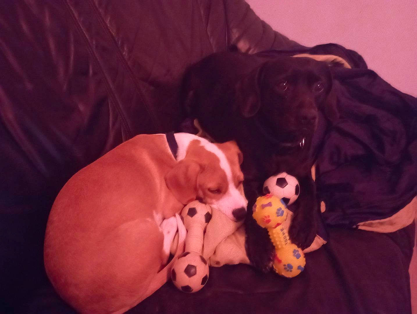 Caramel participe au concours pour gagner de l'argent avec cette photo : canidae, carnivore, comfort, companion_dog, dog, dog_breed, dog_clothes, dog_supply, dog_toy, fawn, fur, guard_dog, pet_supply, snout, stuffed_toy, tail, toy, toy_dog, vertebrate, working_animal