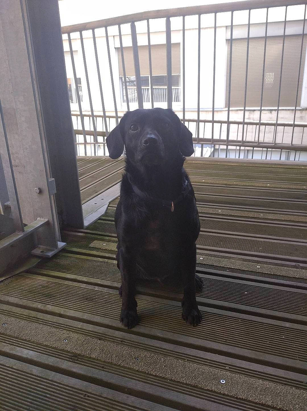 Pirate participe au concours pour gagner de l'argent avec cette photo : canidae, carnivore, companion_dog, dog, dog_breed, fence, floor, flooring, guard_dog, gun_dog, hardwood, pet_supply, plant, retriever, snout, sporting_group, tail, whiskers, wood, working_animal