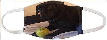 Pirate a rejoint le concours — aidez-le/la à gagner de superbes lots ! ball, canidae, carnivore, collar, companion_dog, dog, dog_breed, dog_collar, dog_supply, football, fur, liver, pet_supply, rectangle, snout, sporting_group, sports_equipment, tennis_ball, terrestrial_animal, working_animal