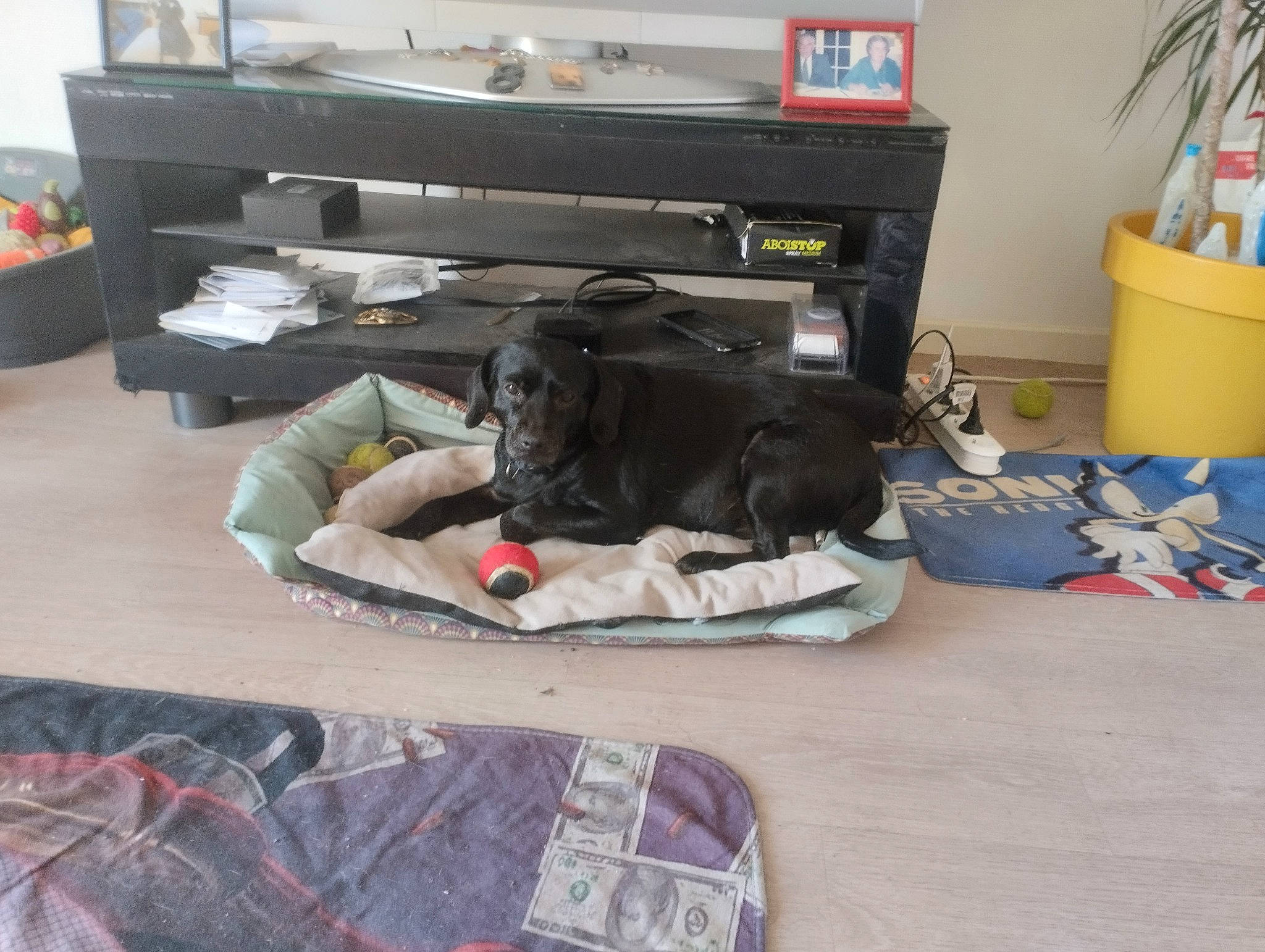 Pirate a rejoint le concours — aidez-le/la à gagner de superbes lots ! audio_receiver, bag, baggage, comfort, companion_dog, dog_supply, flooring, flowerpot, hardwood, home_appliance, houseplant, linens, living_room, luggage_and_bags, machine, plastic, recreation, room, trunk, wood