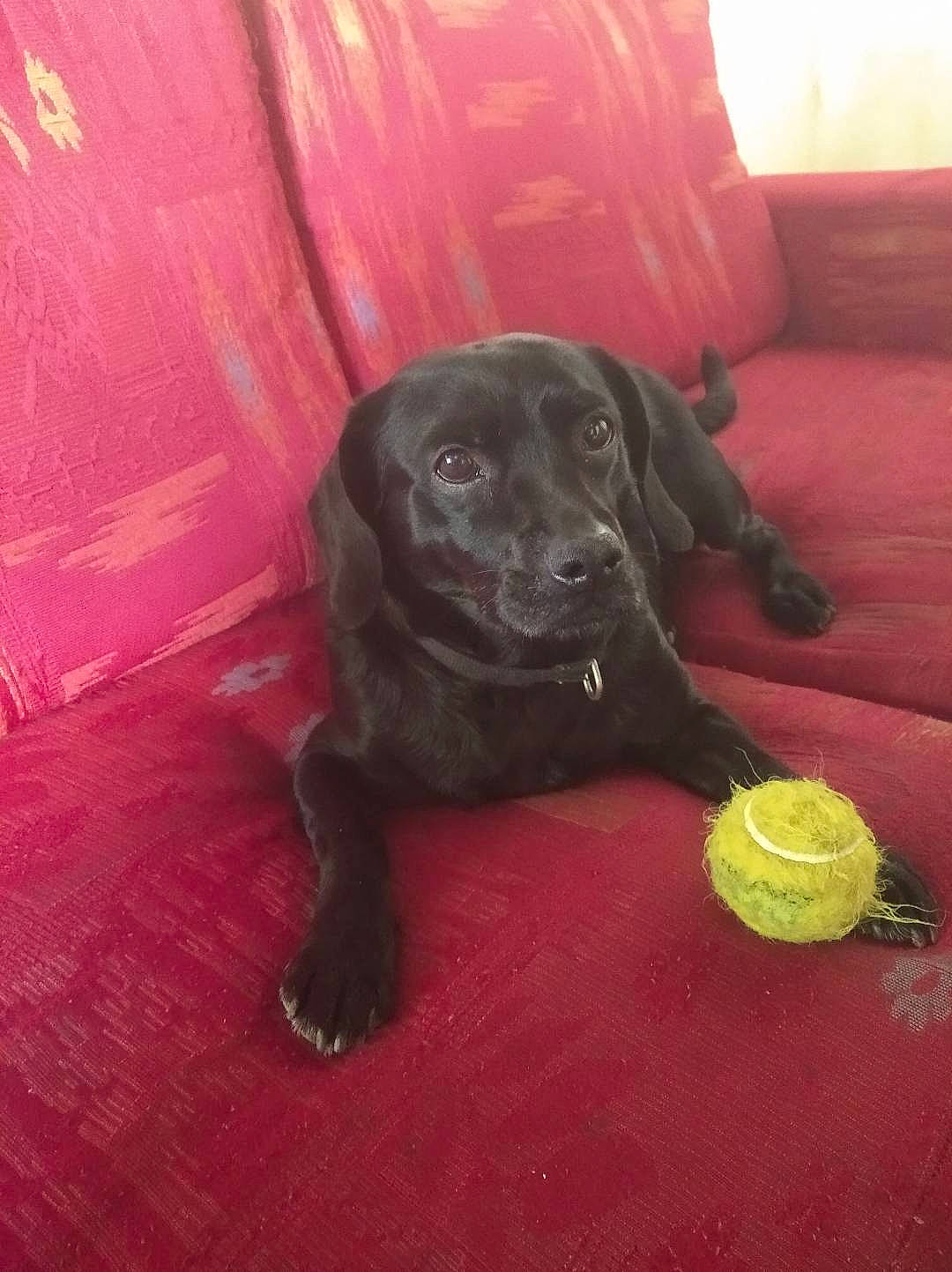 Pirate a rejoint le concours — aidez-le/la à gagner de superbes lots ! ball, borador, canidae, carnivore, companion_dog, dog, dog_breed, dog_collar, dog_toy, flooring, guard_dog, gun_dog, liver, retriever, snout, sporting_group, tail, tennis_ball, tree, working_animal