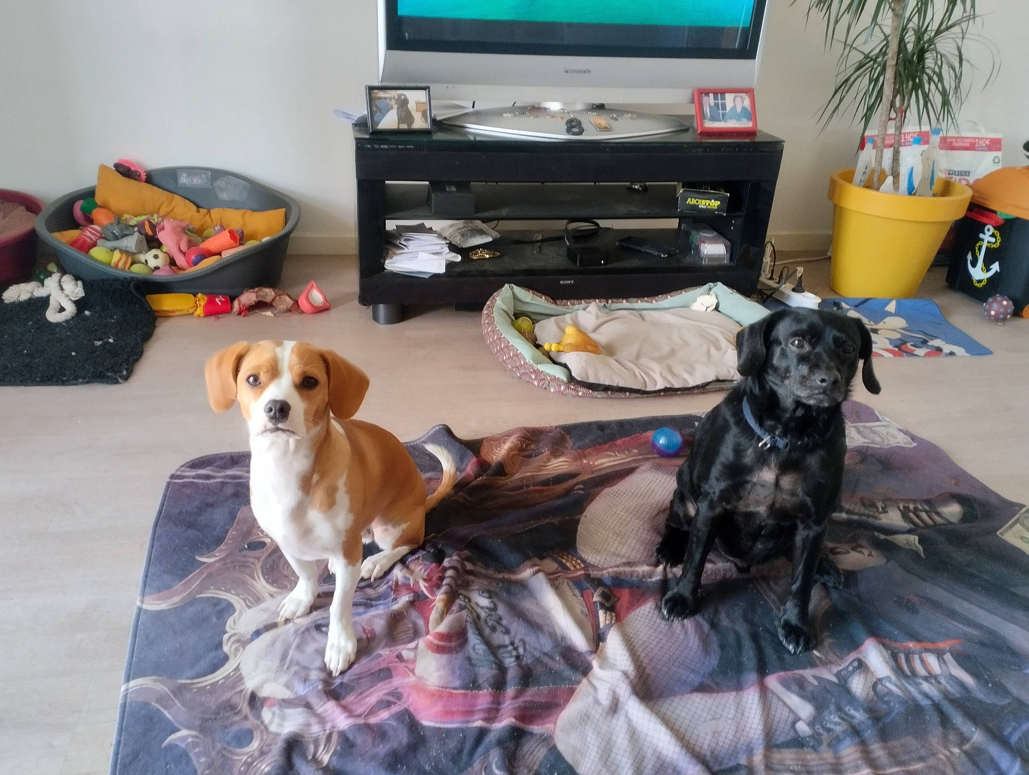 Pirate Et Caramel participe au concours pour gagner de l'argent avec cette photo : carnivore, collar, comfort, companion_dog, couch, dog, dog_breed, dog_supply, electronic_device, fawn, floor, flooring, flowerpot, hardwood, home_appliance, houseplant, living_room, plant, television, television_set