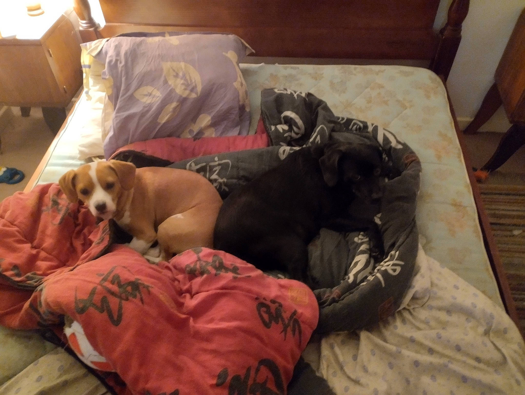 Pirate Et Caramel participe au concours pour gagner de l'argent avec cette photo : bedding, canidae, carnivore, comfort, companion_dog, couch, dog, dog_breed, dog_supply, fawn, flooring, fur, guard_dog, hardwood, linens, nap, room, sporting_group, wood, working_animal