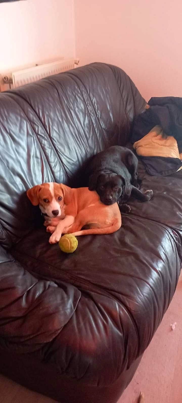 Pirate Et Caramel participe au concours pour gagner de l'argent avec cette photo : bean_bag, canidae, carnivore, comfort, companion_dog, couch, dog, dog_breed, dog_supply, furniture, hardwood, liver, living_room, pet_supply, room, sporting_group, studio_couch, vertebrate, wood, working_animal