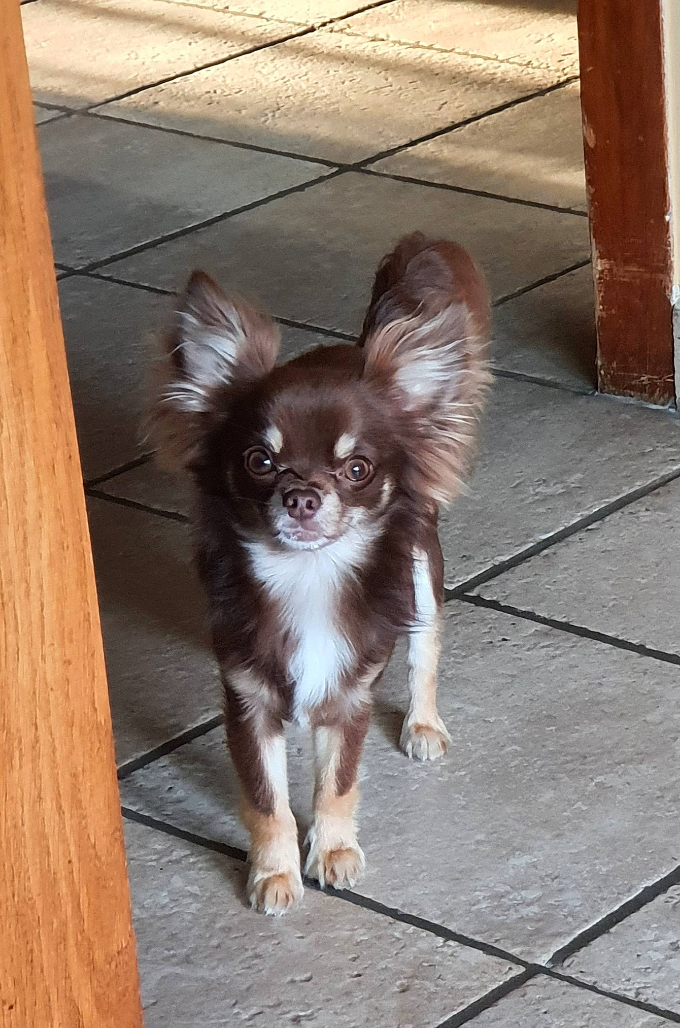 Guizmo a rejoint le concours — aidez-le/la à gagner de superbes lots ! canidae, carnivore, chihuahua, companion_dog, dog, dog_breed, dog_supply, fawn, flooring, fur, hardwood, liver, snout, sporting_group, tail, terrestrial_animal, toy_dog, whiskers, wood, working_animal