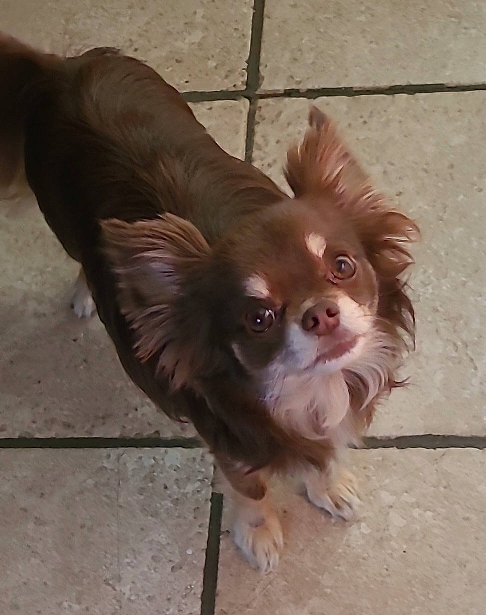 Guizmo participe au concours pour gagner de l'argent avec cette photo : biting, canidae, carnivore, companion_dog, dog, dog_breed, dog_supply, eye, fawn, fur, head, liver, pet_supply, snout, sporting_group, tail, terrestrial_animal, toy_dog, whiskers, working_animal