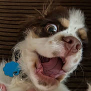 Norman is registered to the contest to win money with this photo: animal, brown, canine, close_up, collar, cute, dog, domestic_animal, eyes_wide, face, funny, fur, indoor, mouth_open, nose, pet, surprised_expression, tongue, whiskers, white