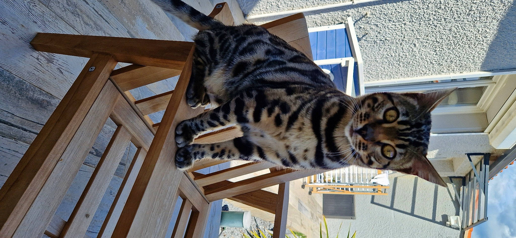 Ulcia a rejoint le concours — aidez-le/la à gagner de superbes lots ! carnivore, cat, domestic_short_haired_cat, felidae, fur, grass, hardwood, paw, plant, small_to_medium_sized_cats, tail, terrestrial_animal, tree, whiskers, wildlife, wood