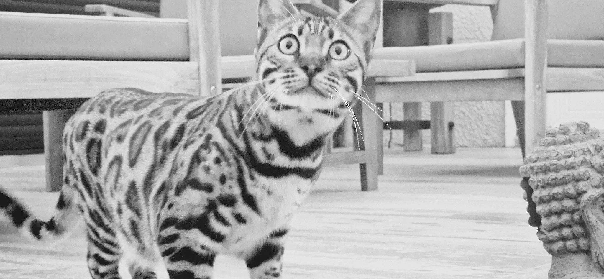 Ulcia participe au concours pour gagner de l'argent avec cette photo : big_cats, black_and_white, carnivore, cat, domestic_short_haired_cat, felidae, fur, monochrome, monochrome_photography, pattern, paw, sitting, small_to_medium_sized_cats, snout, tail, terrestrial_animal, vertebrate, whiskers, wildlife, window