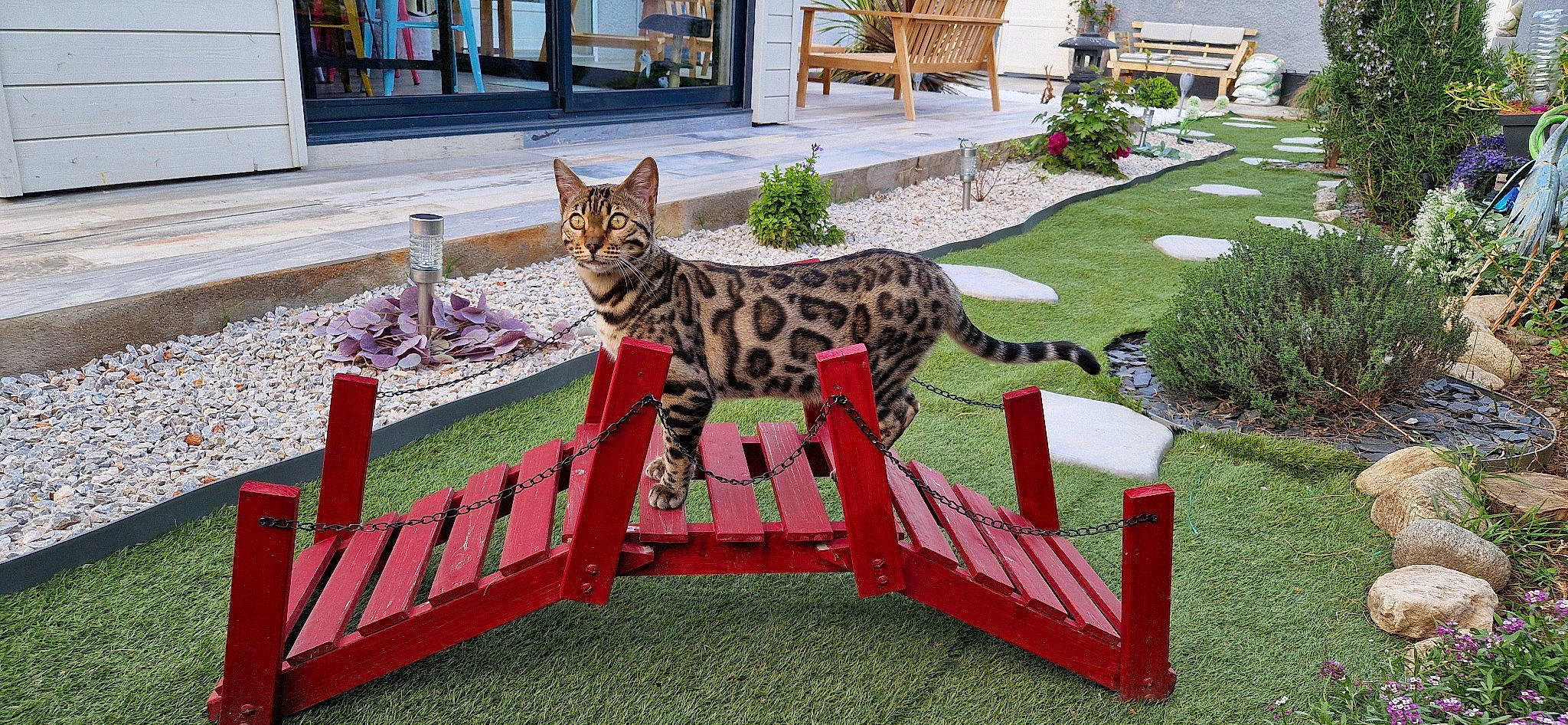 Ulcia a rejoint le concours — aidez-le/la à gagner de superbes lots ! big_cats, carnivore, cat, chair, fawn, felidae, grass, groundcover, lawn, leisure, lynx, outdoor_furniture, plant, public_space, small_to_medium_sized_cats, tail, terrestrial_animal, vertebrate, whiskers, window