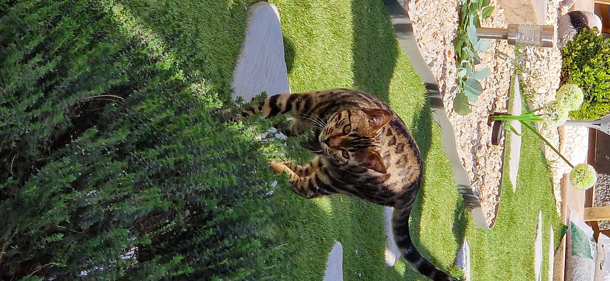Ulcia participe au concours pour gagner de l'argent avec cette photo : carnivore, cat, dog_breed, fawn, felidae, grass, grass_family, groundcover, organism, plant, small_to_medium_sized_cats, sporting_group, tail, terrestrial_animal, tiger, tree, trunk, vegetation, water, whiskers