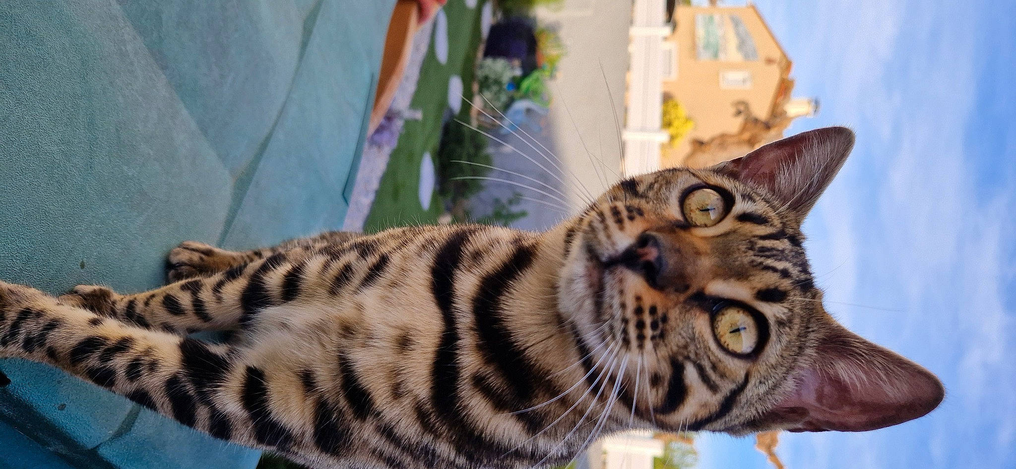 Ulcia a rejoint le concours — aidez-le/la à gagner de superbes lots ! big_cats, carnivore, cat, felidae, fur, grass, organism, pattern, plant, siberian_tiger, small_to_medium_sized_cats, snout, terrestrial_animal, whiskers, wildlife