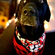 Cheech is registered to the contest to win money with this photo: animal, bandana, black_dog, canine, christmas, close_up, cozy, cute, decorative, dog, festive, holiday, indoors, looking_up, pet, plaid, portrait, red_clothing, santa_claus_pattern, warm_lighting